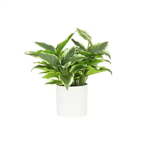Dieffenbachia artificiel 40cm sur fond blanc