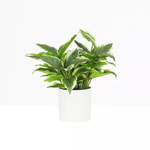 Dieffenbachia artificiel 40cm sur fond beige