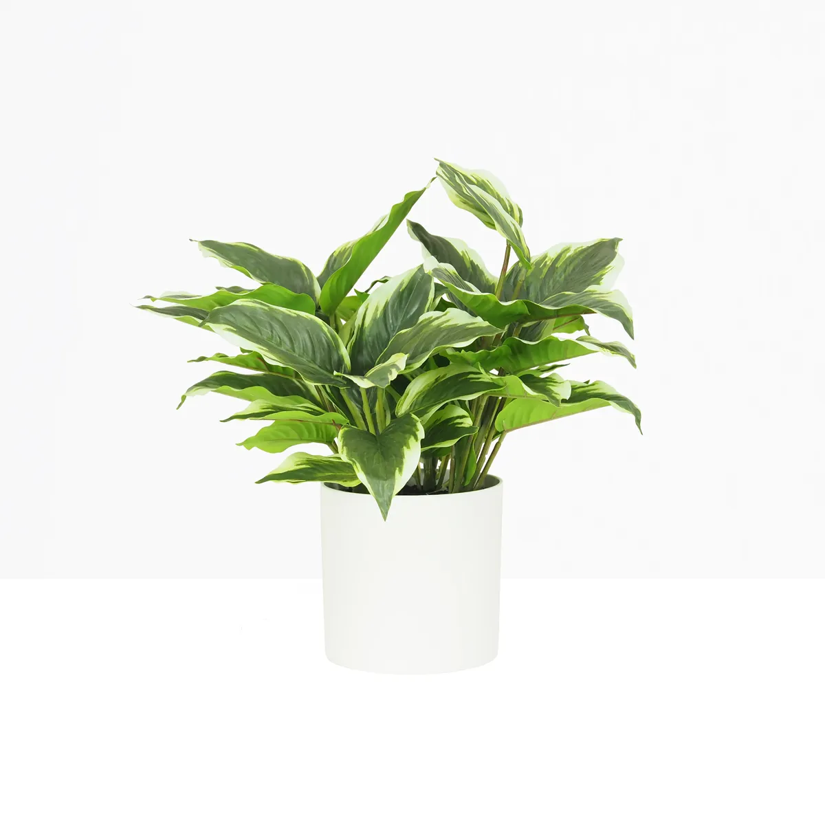Dieffenbachia artificiel 40cm sur fond beige