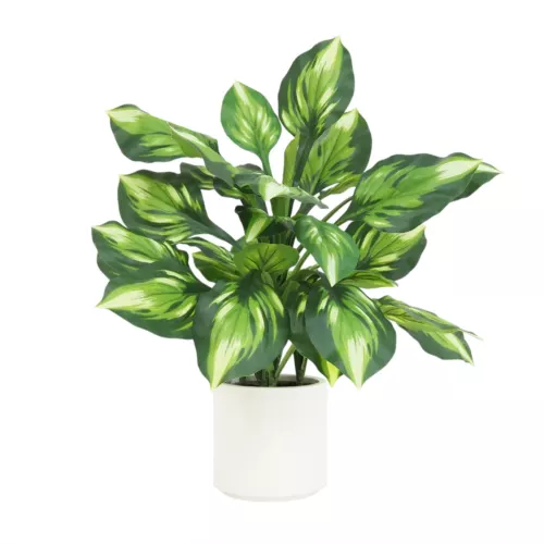 Dieffenbachia camilla artificiel toucher naturel 65cm sur fond blanc
