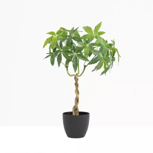 Plante artificielle pachira 60cm sur fond gris