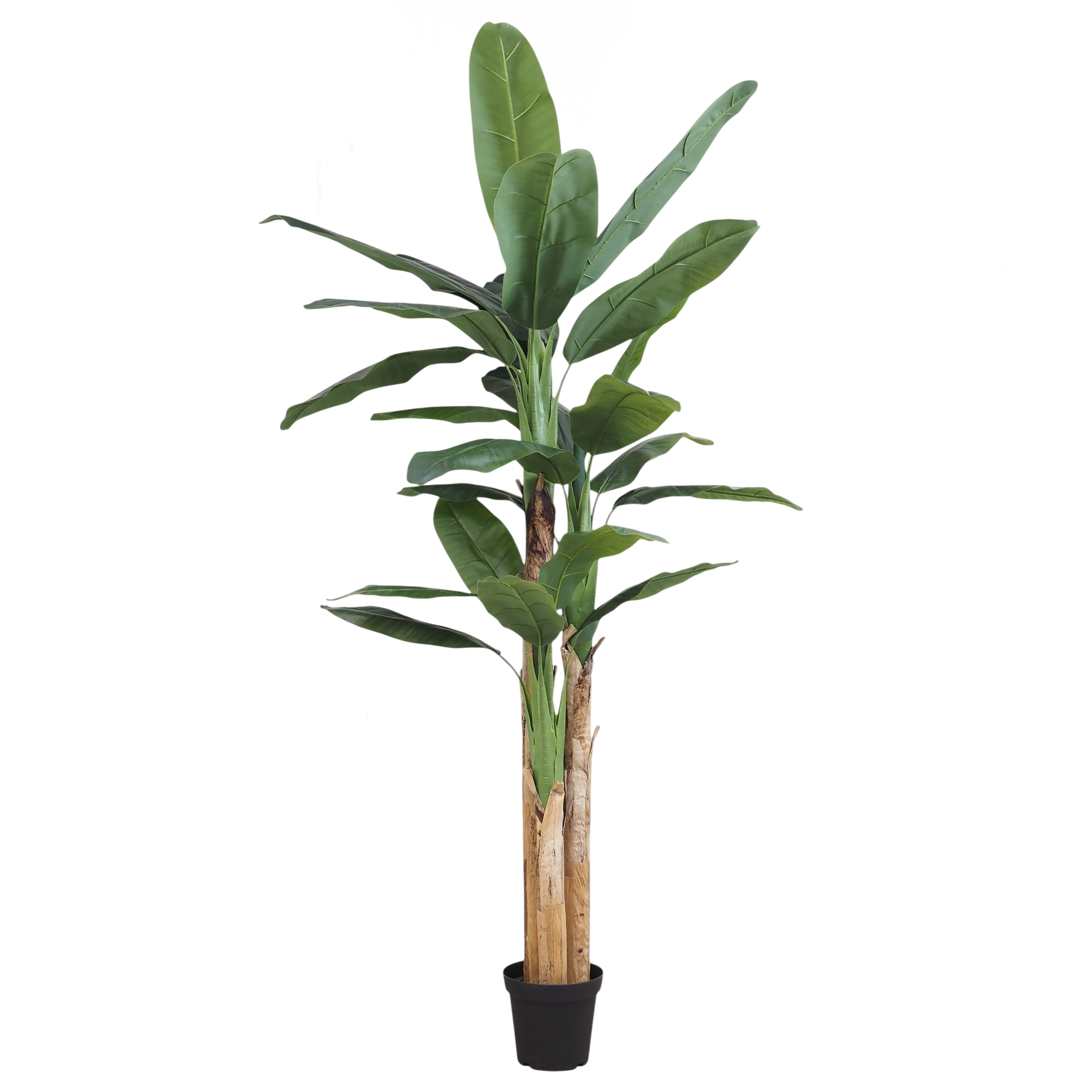 Bananier artificiel 27 feuilles 250cm sur fond blanc
